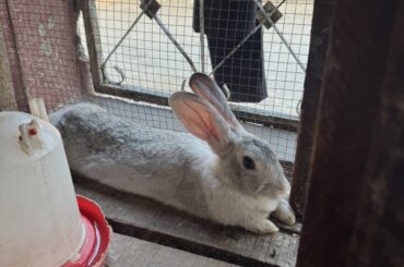 How can someone identify his bunnies gender?