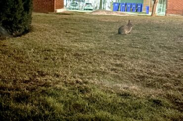 Bedtime bunny is back after lots and lots of snow.