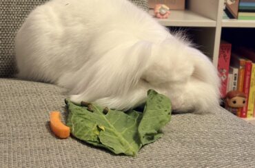 The sleepiest bun I ever did see 😍