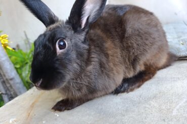 Cómo puedo saber si mi conejo tiene RDHV?