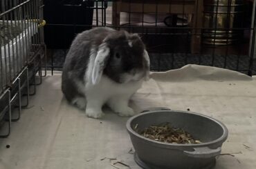 Brush Recommendations For Odd Coat Types