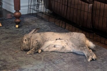 Willow did not like yesterday's time change!