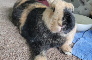 If you are worthy,.. you can kiss the paw !