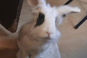 I was trying to hand him a blueberry and he vigorously headbutted my hand. Now he's accusing me of physical violence and demanding more blueberries.