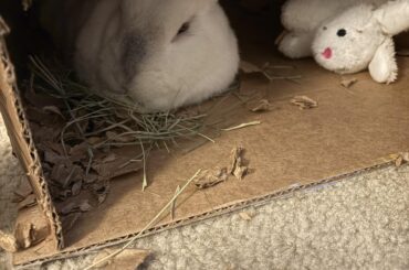 Lost my rabbit, should I give her bonded mate some of her fur?