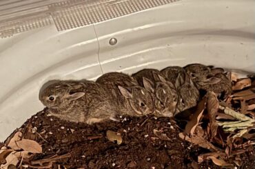 These babies have been in my planter for the last week+ 🥹