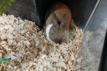 Met this cutie at Branson's Promised Land Zoo