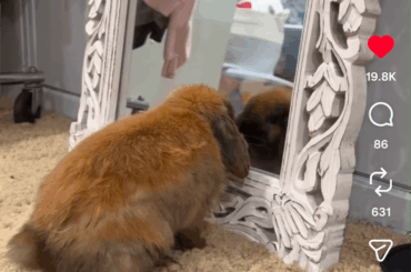 Seeing himself for the first time 😆 Saw this randomly scrolling.