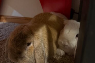 one my bunnies shed but the other doesn’t