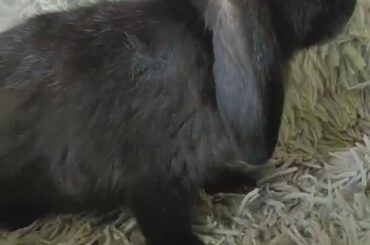 Is this a pure holland lop?