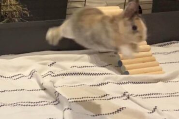 My little bunny flies