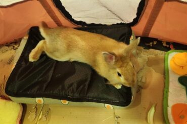 What kind of rabbit is this?