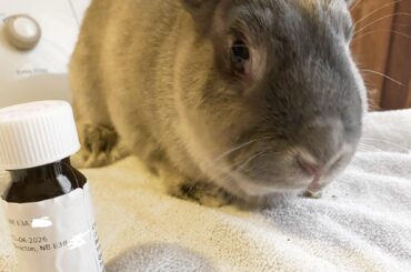 Booking his surgery tomorrow to remove a large tumour from his rump. I already reached out once about it but I am absolutely terrified for him and can’t calm down