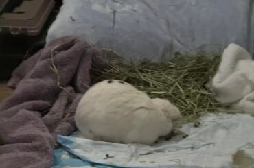 Severe vestibular distress