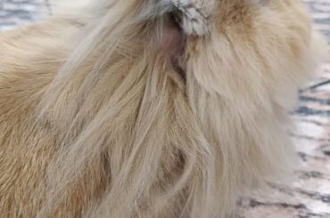 He lost a chunk of his mane to matting, he is not pleased 😥