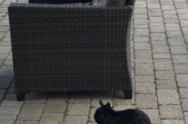 Outdoor FURniture - N.D. Rabbit for scale
