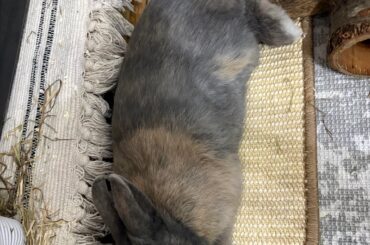 what kind of rabbit is this?