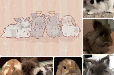 Day 02 of drawing cute bunnies from this sub 🐰✏️