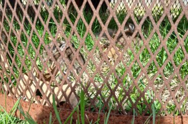Baby bunnies