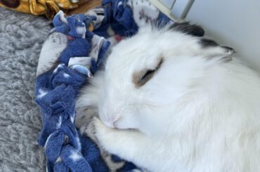 Nothing to see here, just a little baby sleeping on his little paw🥹