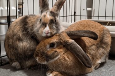 Peanut’s brother, Pancake