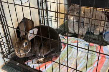 I’m tired of bonding these little jerks. I cut a hole in the wall so they can sort it out on their own time