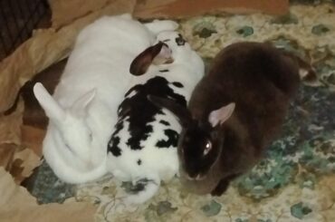 The B.B.B (Better Bunny Bureau)