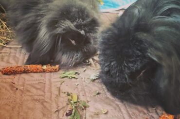 Litter training for poo???