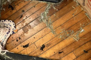 Cecopods left on floor- a lot at once