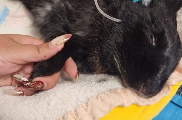 Kuro 29/07/2014 - 14/03/2026 RIP my sweet boi 🌈