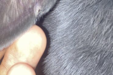 Sister’s bnuuy is acting normally but had this pop up in her left ear a few days ago, should I take her to a vet asap?