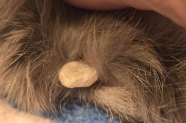 Hard Growth on Rabbit foot (not gory or sad)