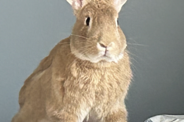 Good morning from Peanut