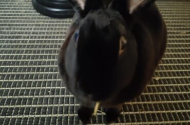 Resr at rainbow bridge. I never forget u