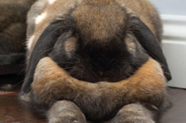 I hear there's a Sphinx competition...