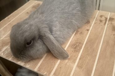This Bun is guilty (again) but this time for trying it on with cats