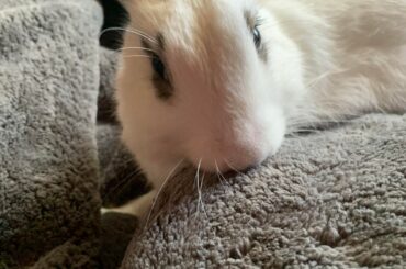 Rehoming my daughter