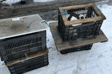 Cruelty, I lost my faith in humanity again