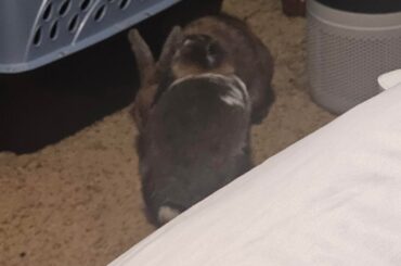 Let Me Clean Your Ears... SOKE *bite*