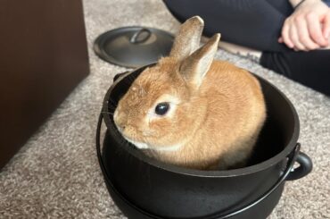 Problem in bonding process - Fixed bunny will not stop humping.