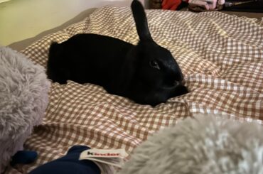 New bunny entered the villa 🥹