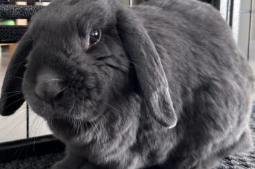 Managed to get a photo where Ollie isn’t moving around & is looking at the camera lol (he’s 10 & going strong ❤️)