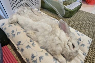 Adult bunny bonding with a baby bunny?