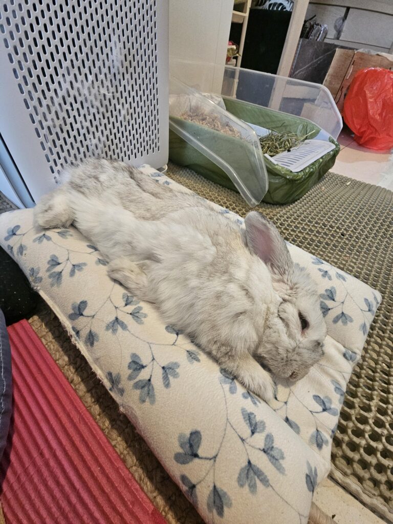 Adult bunny bonding with a baby bunny?