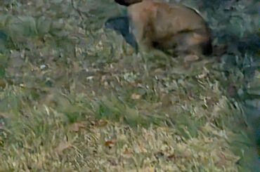 Saw this bunny in my mom's yard, does it look like a domesticated rabbit?