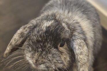 My little angel passed away this morning out of pretty much nowhere :( I loved him so much hold your bunnies tight and don't ever take a day for granted. Love you buddy <3