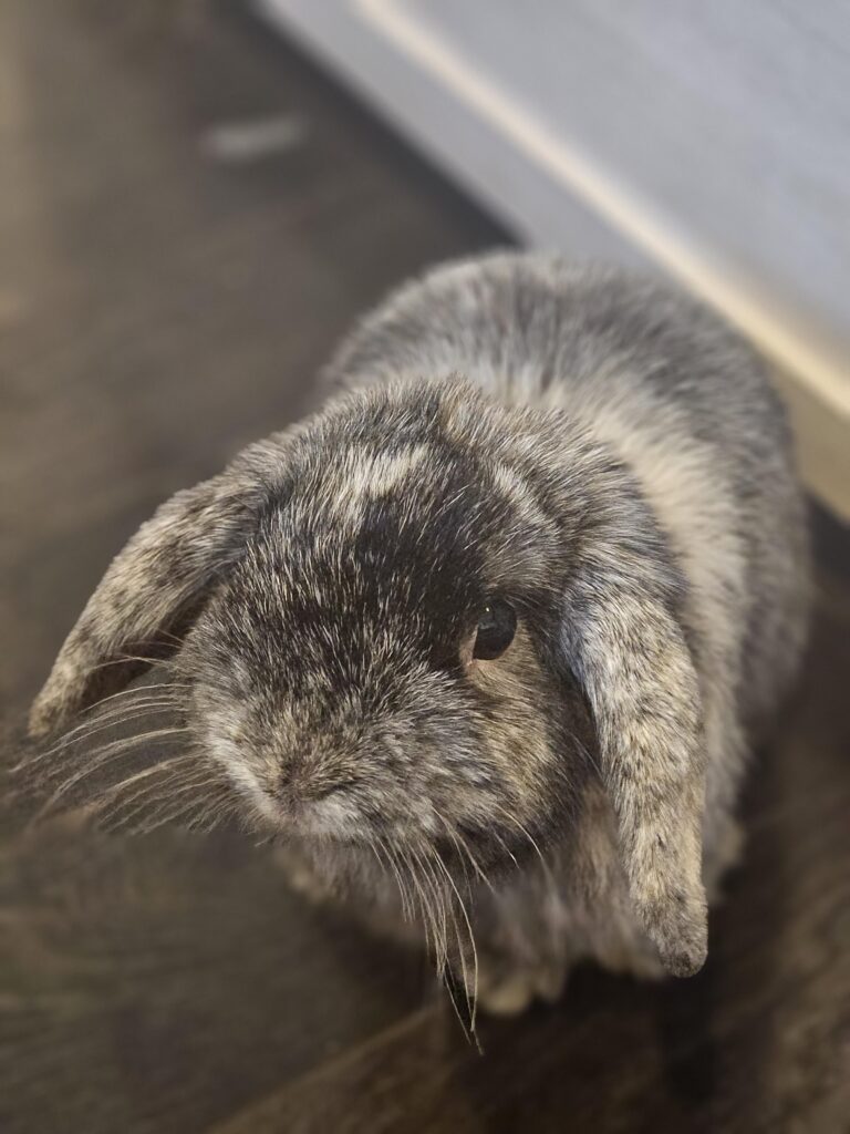My little angel passed away this morning out of pretty much nowhere :( I loved him so much hold your bunnies tight and don’t ever take a day for granted. Love you buddy <3