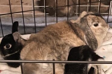 What was your bunnies name before you adopted them? And what’s their name now?