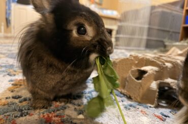 Feral beast loose in my house send help