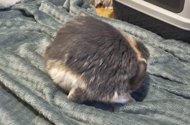 Mother I must be orb
